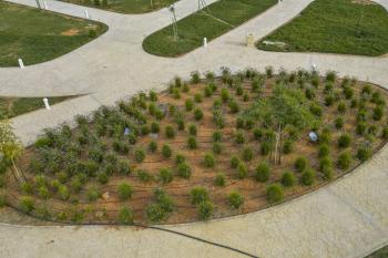 "البلدية والإسكان" تستهدف زراعة أكثر من 1,3 مليون شجرة ضمن ضواحيها السكنية.. تحقيقًا لمستهدفات "السعودية الخضراء"